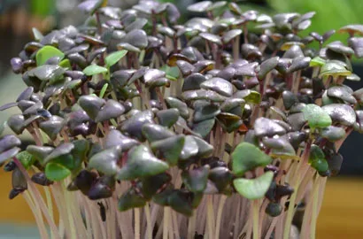 Βασιλικός κόκκινος — microgreen miGREENS