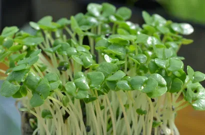 Βασιλικός — microgreen miGREENS