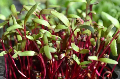 Παντζάρι — microgreen miGREENS