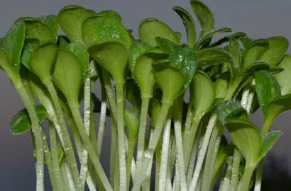 Μποράντζα — microgreen miGREENS