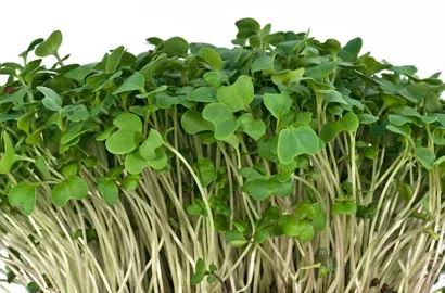 Μπρόκολο — microgreen miGREENS