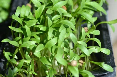 Κόλιανδρος — microgreen miGREENS