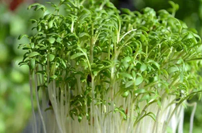 Κάρδαμο — microgreen miGREENS