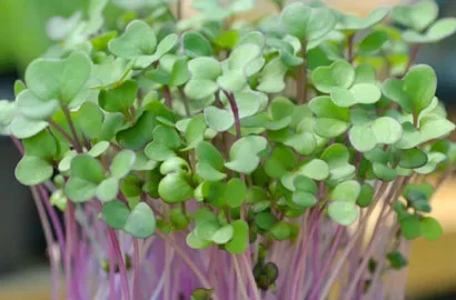 Γογγυλοκράμβη — microgreen miGREENS