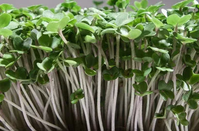 Μουστάρδα — microgreen miGREENS