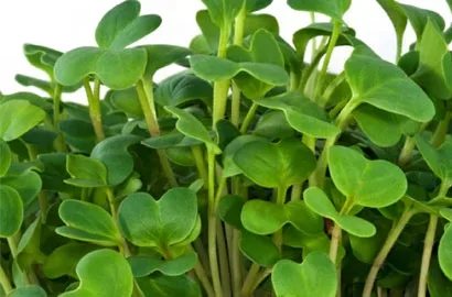 Ραπανάκι — microgreen miGREENS