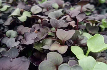 Ραπανάκι Κόκκινο — microgreen miGREENS