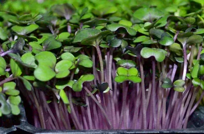 Κόκκινο λάχανο — microgreen miGREENS