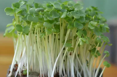 Ρόκα — microgreen miGREENS