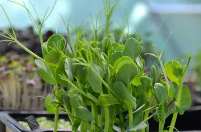 Μπιζέλι — microgreen miGREENS