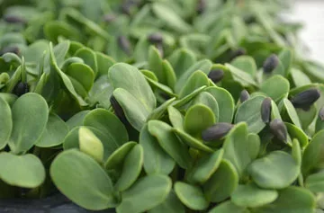 Ηλιοτρόπιο — microgreen miGREENS